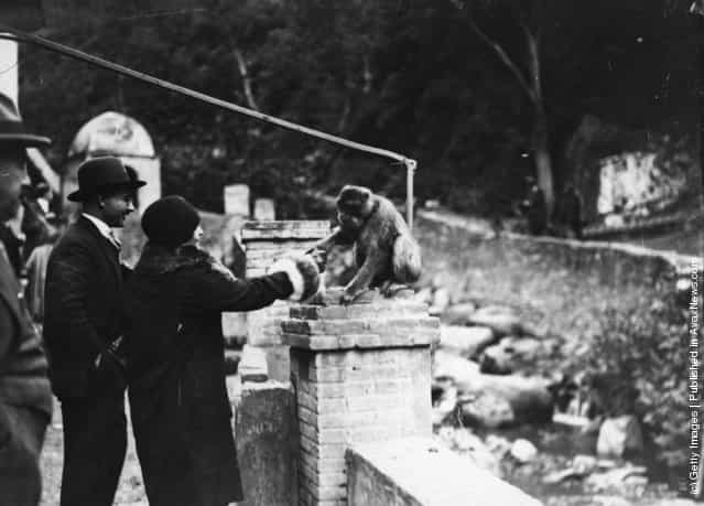 1929: A monkey shakes hands with a woman at the Hotel des Singes in the Atlas Mountains