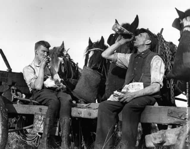 1937: Loggers and their horses enjoying a lunchtime feed during tree felling at Scattersdells Wood, King's Langley, Hertfordshire