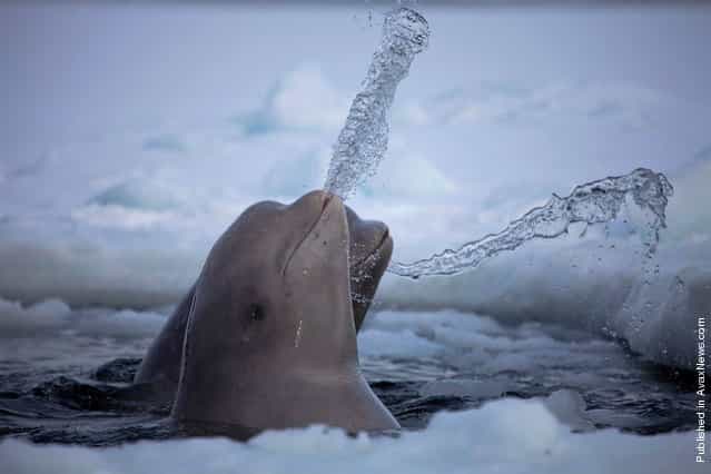 Beluga whales in the arctic having fun