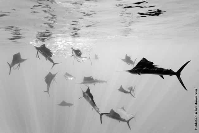 In this photo released by World Press Photo, the 2nd Prize Nature Single of the 2011 World Press Photo Contest by Reinhard Dirscherl, Germany, shows Atlantic sailfish attacking Spanish sardines, off Yucatan Peninsula, Mexico