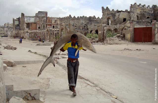In this photo provided by World Press Photo, the 1st Prize Daily Life Single of the 2011 World Press Photo Contest by Omar Feisal, Somalia, Reuters, shows a man carrying a shark through the streets of Mogadishu, Somalia, Sept. 23, 2010