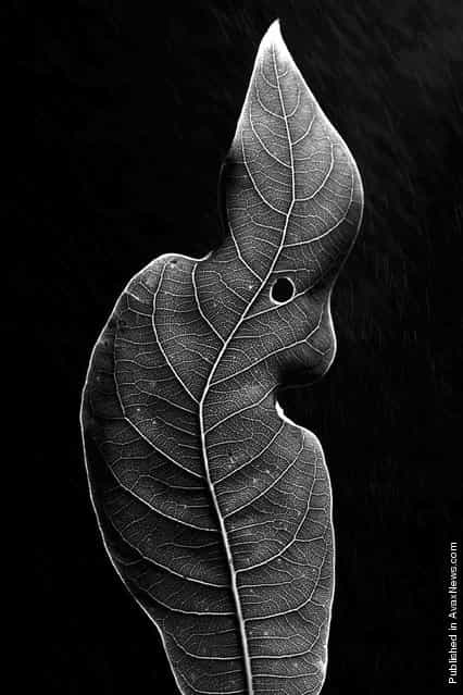 The leaf of a rare variety of nanmu tree, just one of the plants considered endangered by rising waters caused by the Three Gorges Dam project The leaf of a rare variety of nanmu tree, just one of the plants considered endangered by rising waters caused by the Three Gorges Dam project