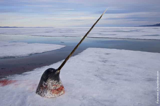 The head of a male narwhal lies on the ice before hunters remove its tusk The head of a male narwhal lies on the ice before hunters remove its tusk