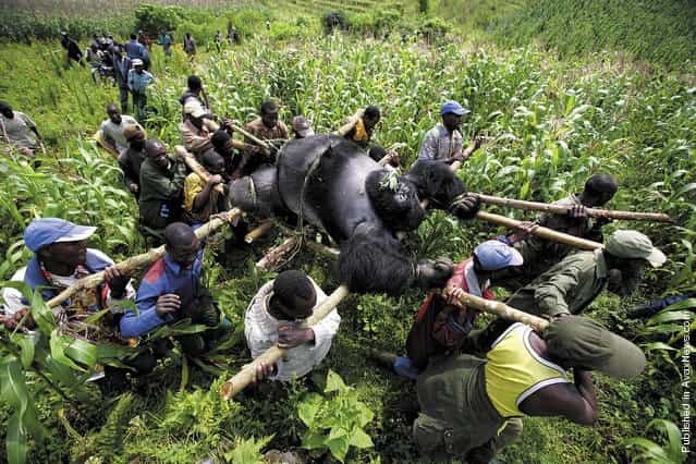 Conservation rangers evacuate the bodies of four mountain gorillas found shot in the forest Conservation rangers evacuate the bodies of four mountain gorillas found shot in the forest