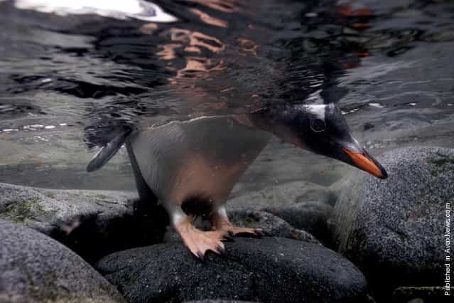 A gentoo penguin chick peeks, checking for patrolling leopard seals before tempting fate