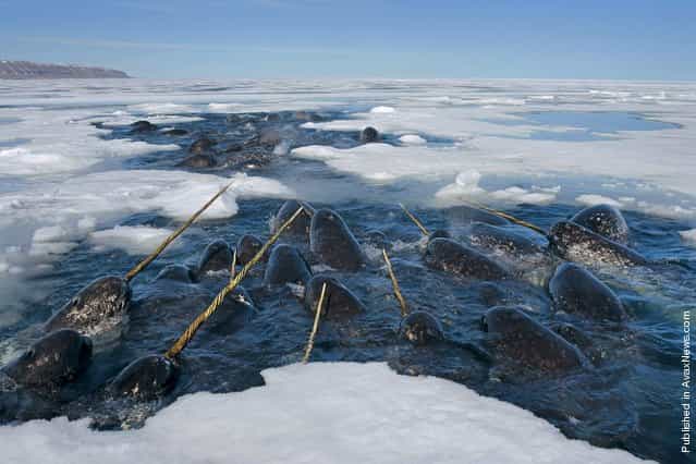 Narwhals, raising their tusks, float to the surface to breathe. Lancaster Saund, Nunavut, Canada