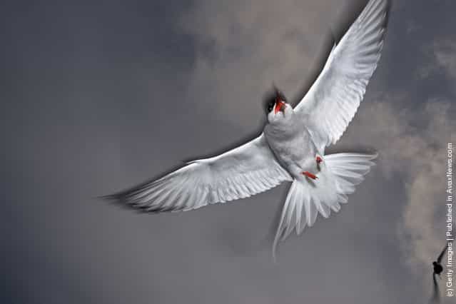Arctic tern circling in search of profit. Arctic