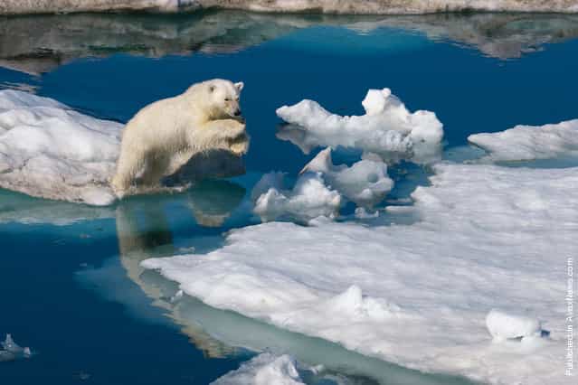 A young polar bear leaps between ice floes