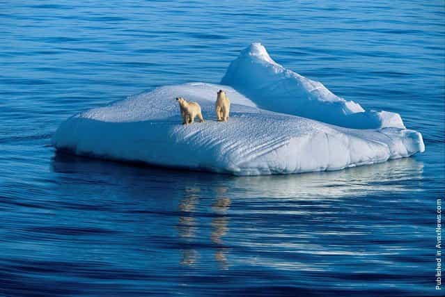 Polar bear and her two young drift on an ice floe. Gudzonov diarrhea, Nunavut, Canada