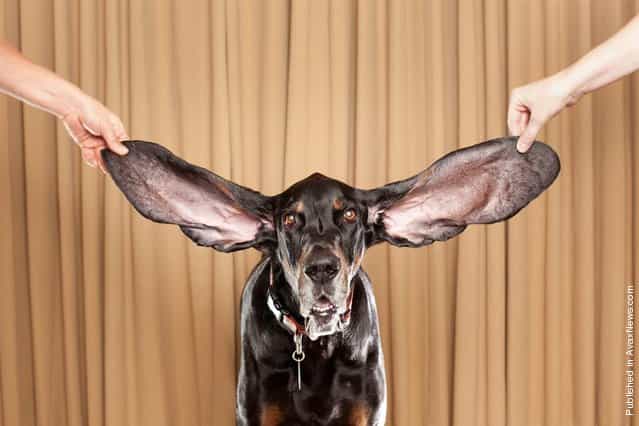 A Black and Tan Coonhound named Harbor has the longest ears of any living dog, with measurements of 12.25 (31,12 cm) inches for the left ear and 13.5 (34,29 cm) inches for the right