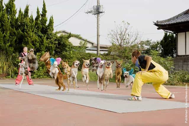 Who knew dogs could skip rope – much less 13 of them at the same time. The record was achieved by Uchida Geinoushas [Super Wan Wan Circus] in Japan