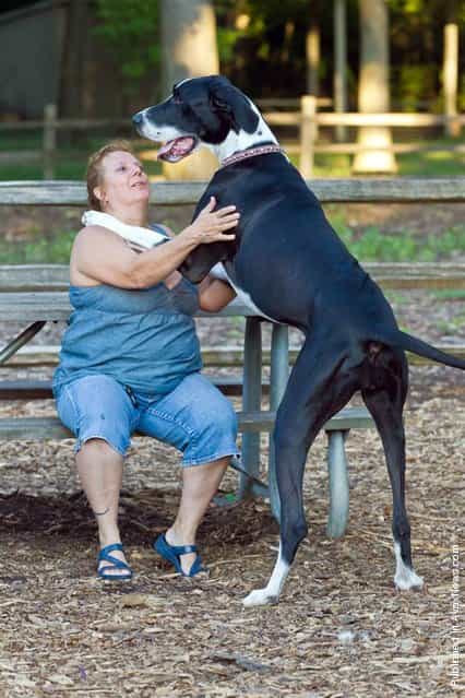 [Nova], an Illinois Great Dane, reaches the record height of 2 feet, 11.51 inches tall when standing, and weighs in at 160 pounds. She is seen here with her owner, Ann Suplee