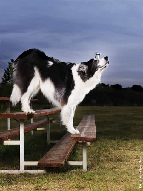 The most steps walked down by a dog facing forwards while balancing a 5 oz glass of water is 10, achieved by Sweet Pea, an Australian Shepherd/Border Collie owned by Alex Rothacker from the U.S., at the Sport und Schau Show, Verden, Germany, on Jan. 5, 2008