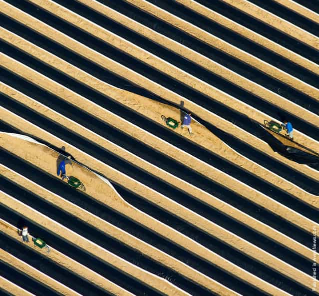 Aerial view taken on April 19, 2012 shows seasonal workers during the crop on an asparagus field near Beelitz, eastern Germany. The asparagus season was officially kicked off in the region well known for the production of the vegetable