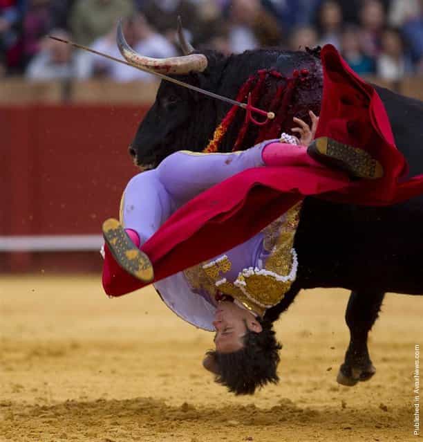 Spanish matador Antonio Nazare is hit by a bull in The Maestranza bullring in Seville, Spain, on April 18