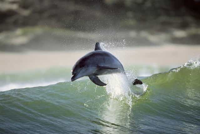 Photographer Greg Huglin of Santa Barbara, Calif., captured these striking images of bottlenose dolphins during three trips to the South African coast between 2000 and 2007. He shot the photos along a stretch of coastline between Port Elizabeth and Wilderness