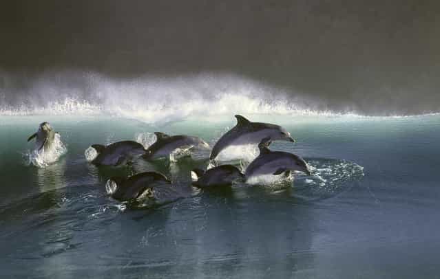Pod of dolphins surf effortlessly through the waves in the wild traveling at speeds up to 20 mph