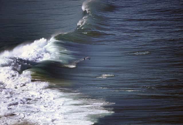 Pod of playful dolphins surfing in waves