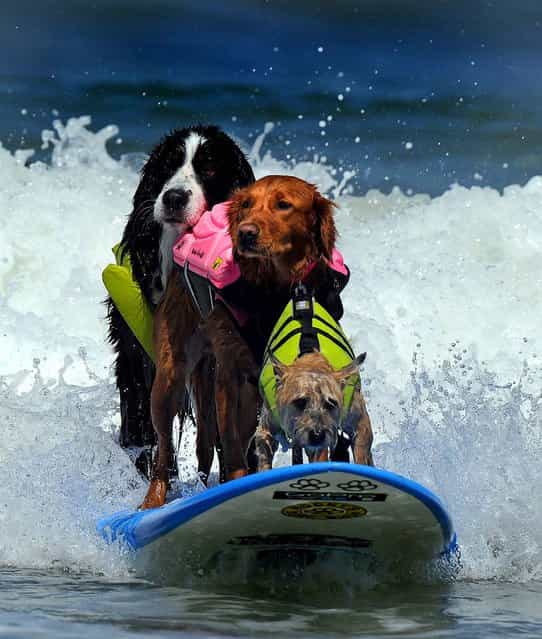 Dogs competes during the during the 6th annual Loews Coronado Bay resort surf dog competition in Imperial Beach
