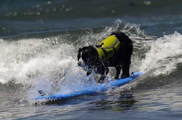 A dog competes during the during the 6th annual Loews Coronado Bay resort surf dog competition in Imperial Beach