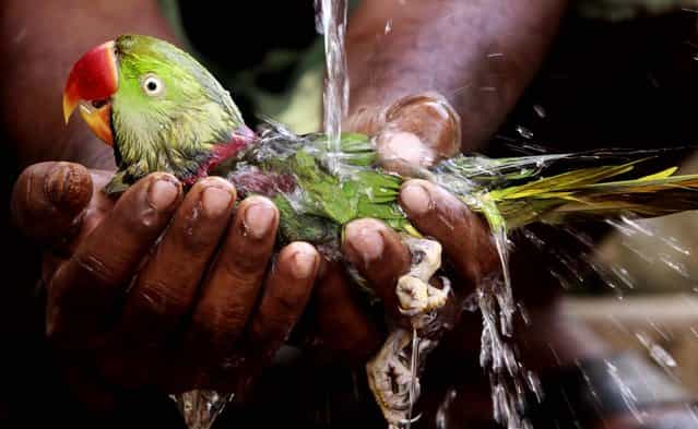 A villager bathes a parrot he rescued by holding it underneath a tap after it fell from a tree on a hot afternoon on the outskirts of Bhubaneswar, India on May 10, 2012