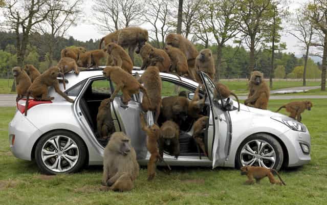 Baboons climb on a Hyundai i30 hatchback at Knowsley Safari Park during a promotional event by the manufacturer to test the car’s durability, in Preston, Merseyside May 1, 2012