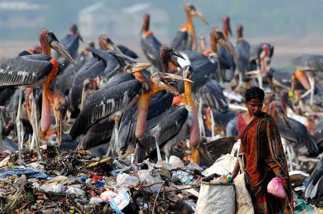 An Indian rag picker searches for material next to a group of greater adjutant storks at a rubbish dump near Deepor Beel Wildlife Sanctuary on the outskirts of Guwahati city, India, May 10, 2012