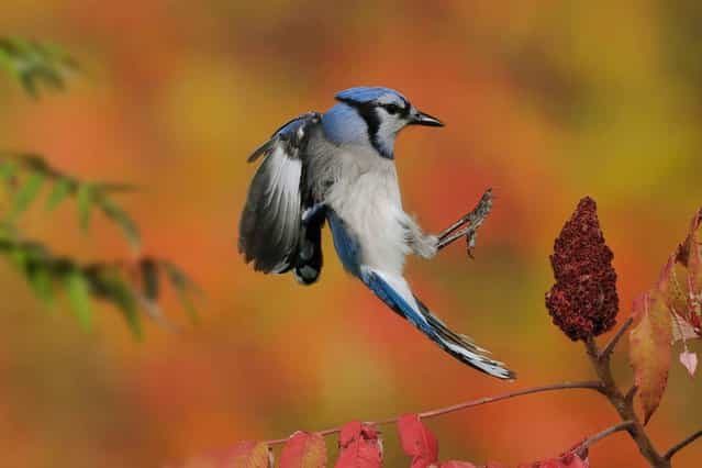 Blue Jays can easily be lured into an outdoor photo set-up by leaving their favorite snack out: peanuts