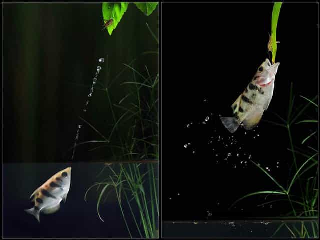 In the first photo, left, a predatory archer fish displaces a cricket from its perch over the waterline by squirting a jet of water. In the photo on the right, the fish breaches to devour the cricket