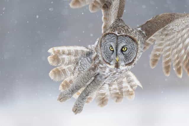 This beautiful owl was photographed in Ontario, Canada during a heavy snowstorm
