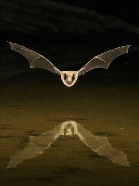 This bat was photographed at an artificial pond in the Arizona desert