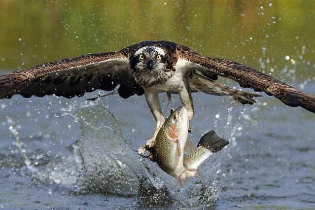 The osprey image was a personal obsession of mine