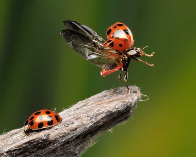 Most of us are used to seeing photos of ladybugs, like the one on the left – the familiar red-and-black round shell, and not much else