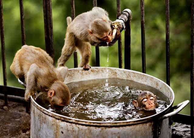 Monkeys take refuge from the heat with a dip in a cool pan of water near Jammu, India on May 25, 2012