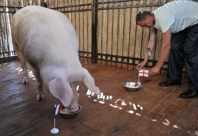 Funtik the pig eats in a bowl marked with France’s national flag during its prediction session for the match England vs. France on June 11, 2012 in a fan zone in Kiev, during the Euro 2012 football championships