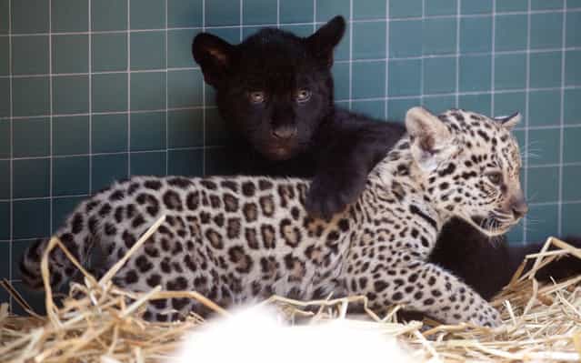 Jaguar babies