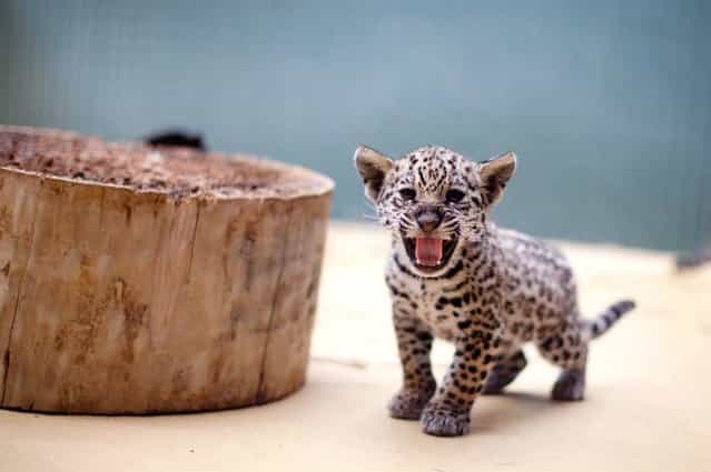 Hear me roar! A jaguar baby at the Berlin Zoo lets its voice be heard on June 12. Mom Kiara gave birth to three jaguar babies in April
