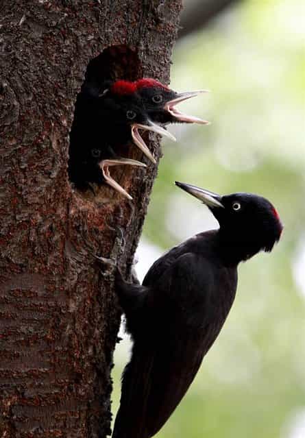 A black woodpecker takes care of newly hatched chicks in Cheolwon-gun, South Korea, on June 12, 2012