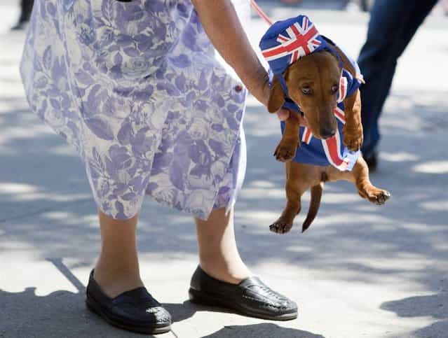 Simone Noel scoops up her miniature dachshund Daisy, who is dressed to show support for the Queens Diamond Jubilee, during the outdoor dog festival Woofstock in Toronto on June 10, 2012