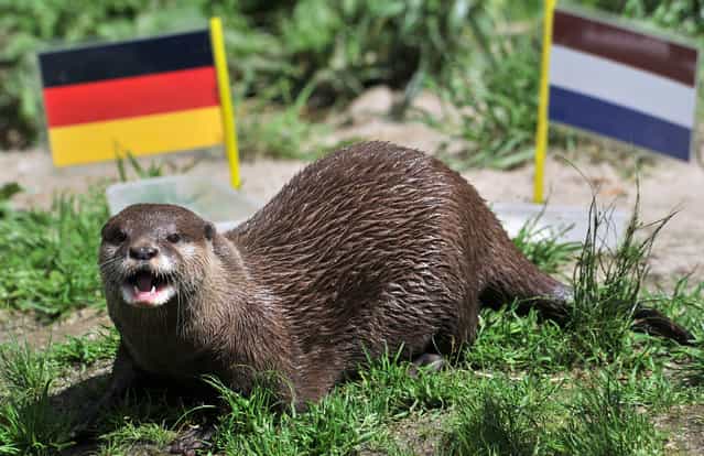 Otter Ferret votes for Germany as it predicts the result of the upcoming EURO 2012 football match of the Netherlands against Germany on June 12, 2012 at the zoo in Aue, eastern Germany