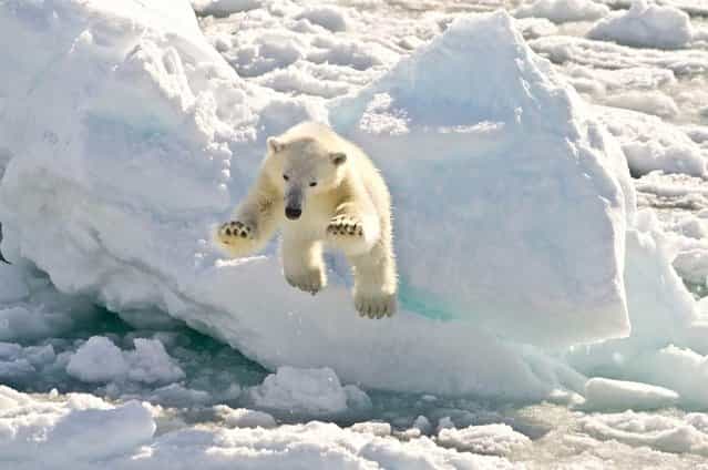 A 2-year-old polar bear cub ventures close to a visiting boat over the moving ice flow on June 6 in Vaigattfjellet, Norway