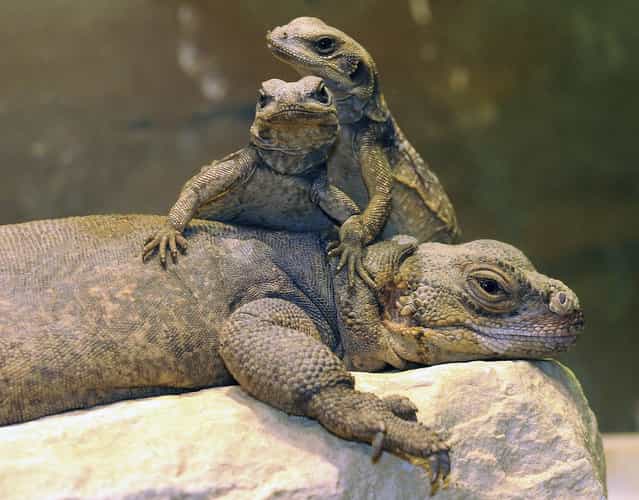 Two of 11 common chuckwallas that hatched on March 23 at Brookfield Zoo in Brookfield, Illinois climb atop their mother on May 6, 2012