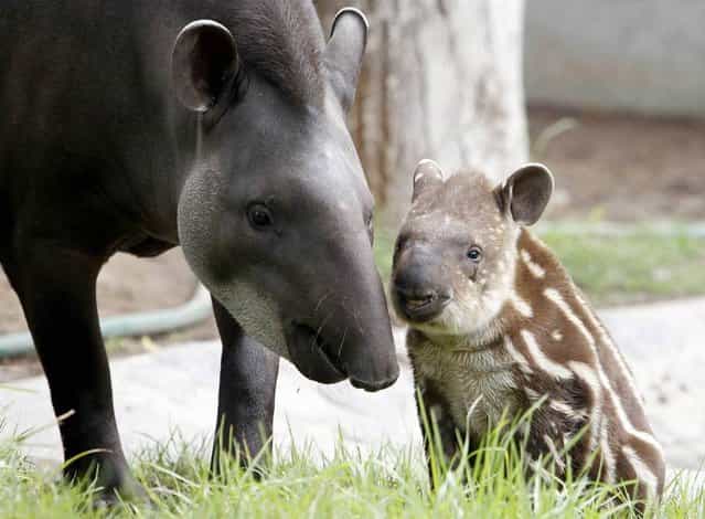 Dominga, a 14-year-old tapir, stands next to her one-month-old calf Bala at Parque de Las Leyendas Zoo in Lima on May 10, 2012