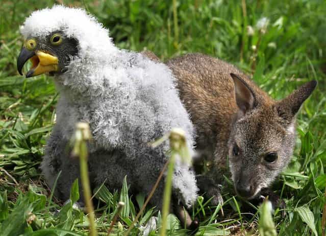 A 3-month-old kangaroo named Anabelle and a young kea wander around at the zoo in Marlow, Germany on May 10, 2012