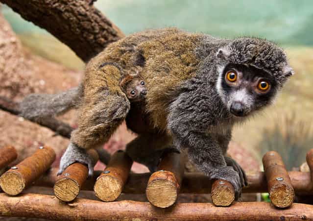 An infant mongoose lemur is shown nestled in the fur of its mother at Busch Gardens in Tampa on April 25, 2012