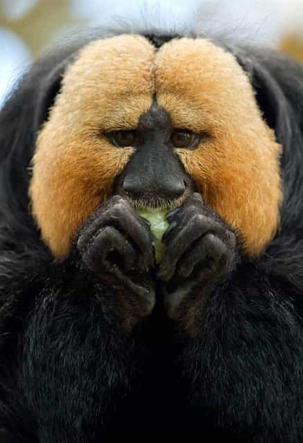 A white-faced saki eats at the zoo in Nuremberg, Germany on May 8, 2012