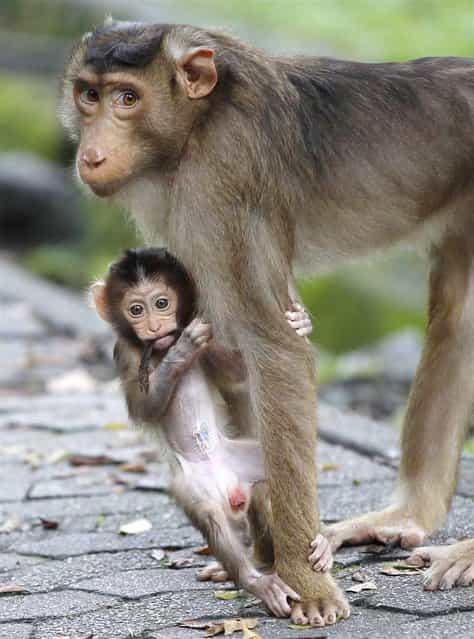 A baby monkey clings to the leg of her mother in a park in Kuala Lumpur, Malaysia on May 7, 2012