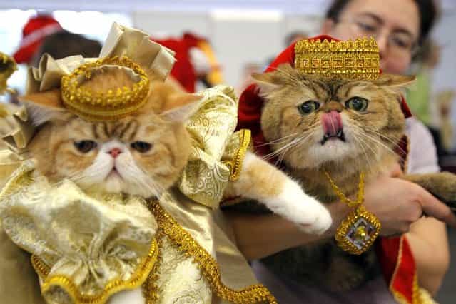 Two cats is costume are shown during a cat and dog exhibition in Minsk, Belarus on May 5, 2012