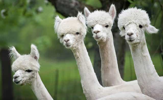 Alpacas stand on a field in Friedberg, Germany on May 2, 2012