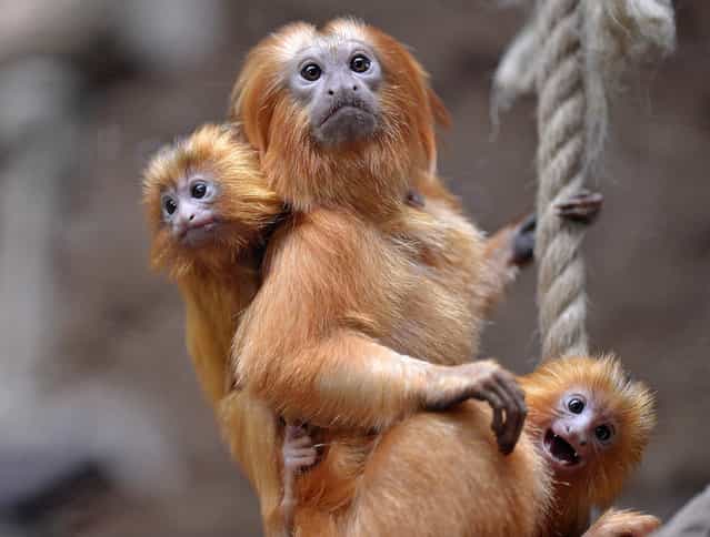 Two little golden lion tamarins hang on their father at the zoo in Duisburg, Germany on May 3, 2012. The small twins were born only six weeks ago
